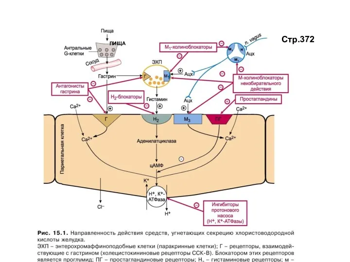 Стр.372 ПИЩА