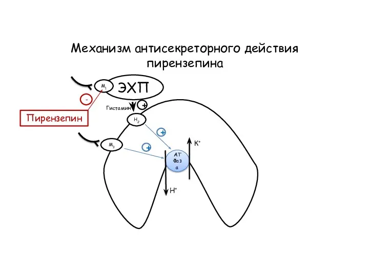 Механизм антисекреторного действия пирензепина АТФаза К+ Н+ ЭХП М1 М3 Н2 Гистамин +