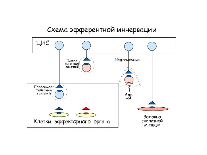 Схема эфферентной иннервации Клетки эффекторного органа ЦНС Симпа- тический ганглий Парасимпа- тический ганглий Волокно скелетной мышцы