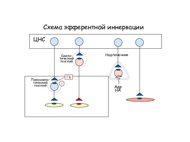 Схема эфферентной иннервации ЦНС Симпа- тический ганглий Парасимпа- тический ганглий ГБ -