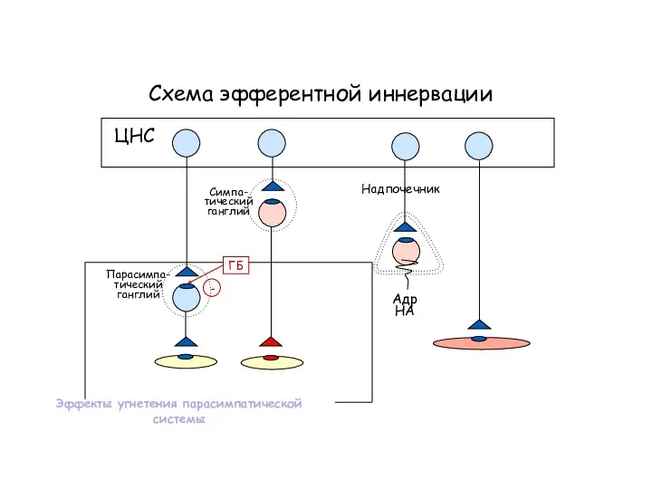 Схема эфферентной иннервации ЦНС Симпа- тический ганглий Парасимпа- тический ганглий Эффекты угнетения парасимпатической системы ГБ -