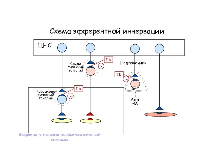 Схема эфферентной иннервации ЦНС Симпа- тический ганглий Парасимпа- тический ганглий Эффекты угнетения парасимпатической