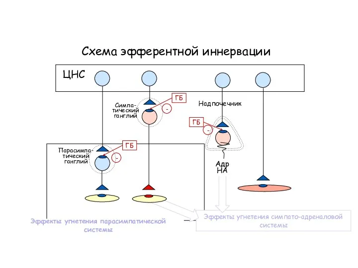 Эффекты угнетения симпато-адреналовой системы Схема эфферентной иннервации ЦНС Симпа- тический ганглий Парасимпа- тический