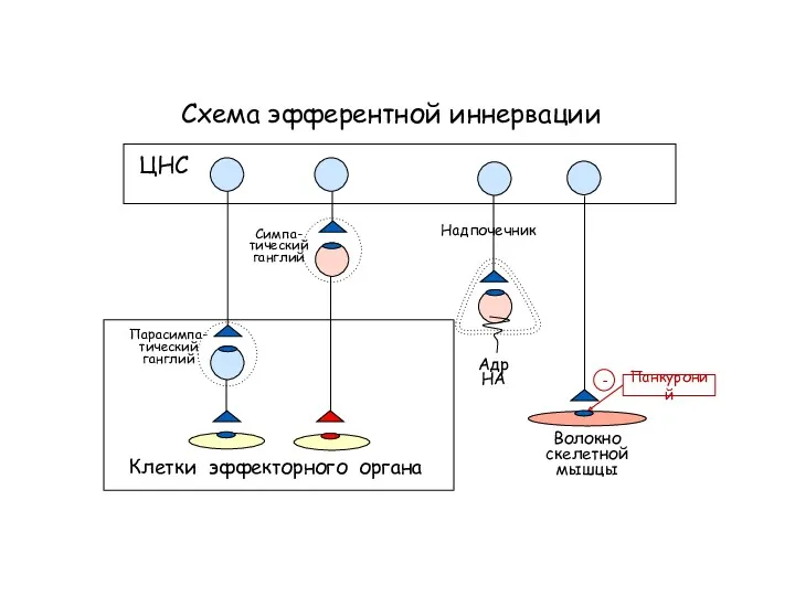 Схема эфферентной иннервации Клетки эффекторного органа ЦНС Симпа- тический ганглий Парасимпа- тический ганглий