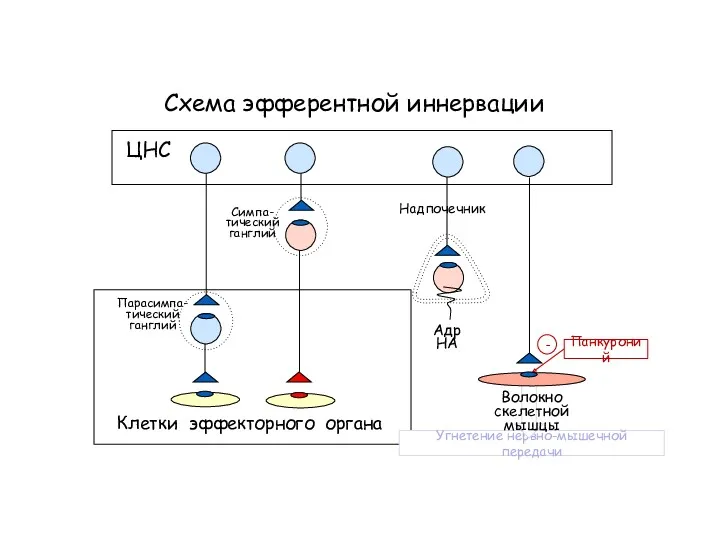 Схема эфферентной иннервации Клетки эффекторного органа ЦНС Симпа- тический ганглий Парасимпа- тический ганглий