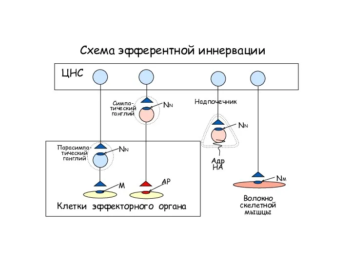 Схема эфферентной иннервации Клетки эффекторного органа NN NN АР ЦНС