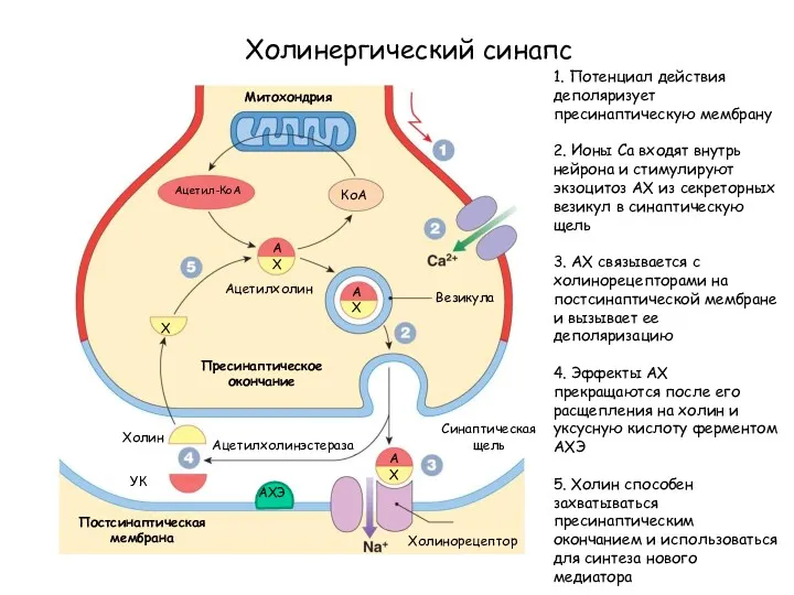 Холинергический синапс Митохондрия Ацетил-КоА КоА А Х А Х Везикула Пресинаптическое окончание Ацетилхолин