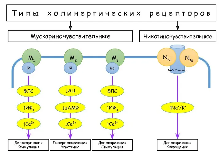 Т и п ы х о л и н е р г и