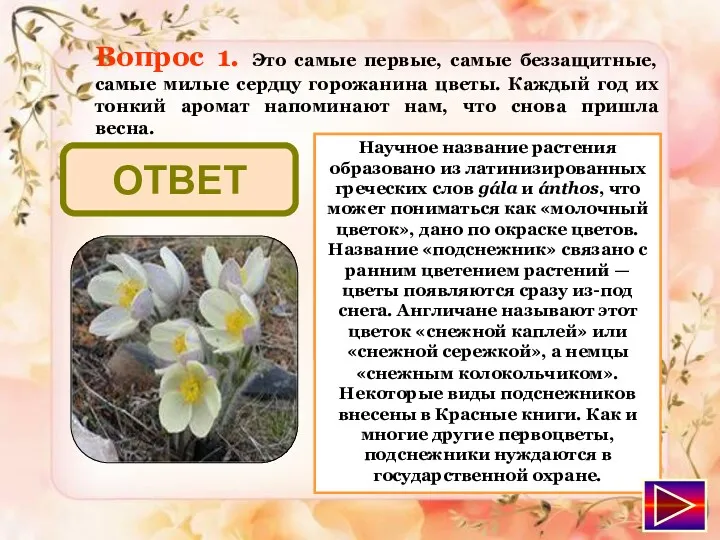 подснежник ОТВЕТ Вопрос 1. Это самые первые, самые беззащитные, самые