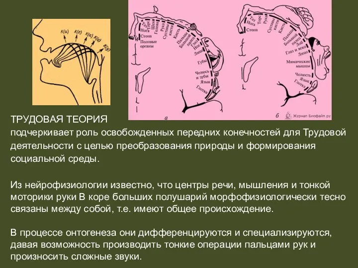 ТРУДОВАЯ ТЕОРИЯ подчеркивает роль освобожденных передних конечностей для Трудовой деятельности