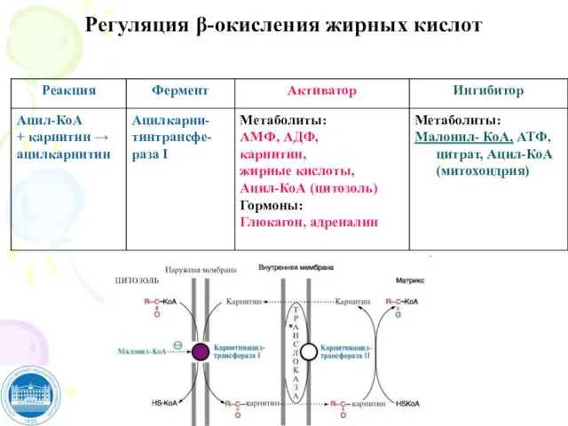 Регуляция β-окисления жирных кислот