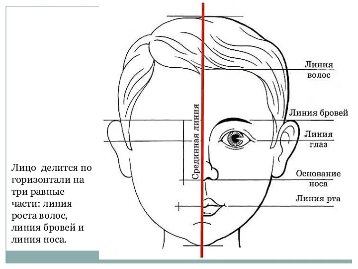 Лицо делится по горизонтали на три равные части: линия роста волос, линия бровей и линия носа.
