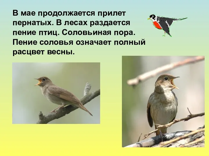 В мае продолжается прилет пернатых. В лесах раздается пение птиц.