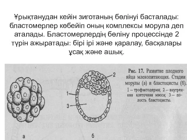 Ұрықтанудан кейін зиготаның бөлінуі басталады: бластомерлер көбейіп оның комплексы морула