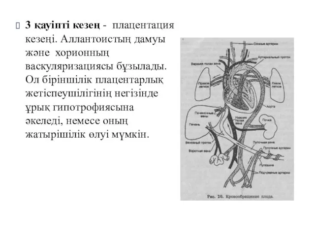 3 қауіпті кезең - плацентация кезеңі. Аллантоистың дамуы және хорионның