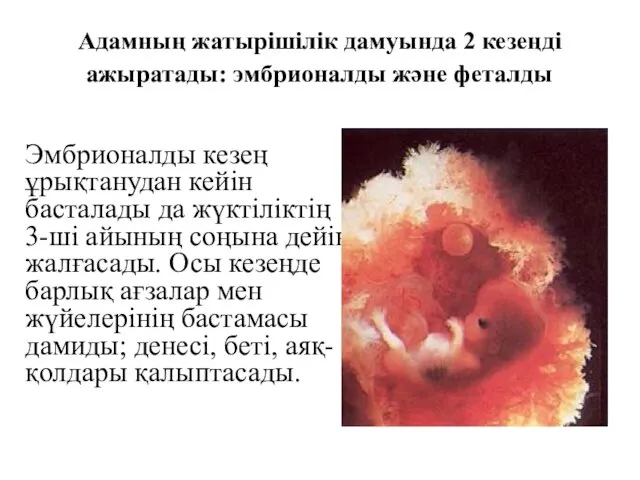 Адамның жатырішілік дамуында 2 кезеңді ажыратады: эмбрионалды және феталды Эмбрионалды