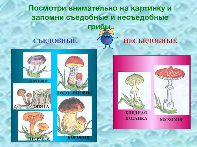 Посмотри внимательно на картинку и запомни съедобные и несъедобные грибы. СЪЕДОБНЫЕ НЕСЪЕДОБНЫЕ