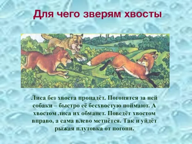 Для чего зверям хвосты Лиса без хвоста пропадёт. Погонятся за ней собаки –