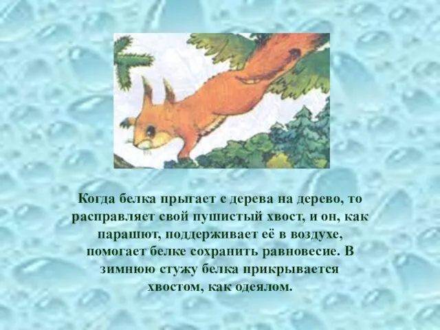 Когда белка прыгает с дерева на дерево, то расправляет свой пушистый хвост, и