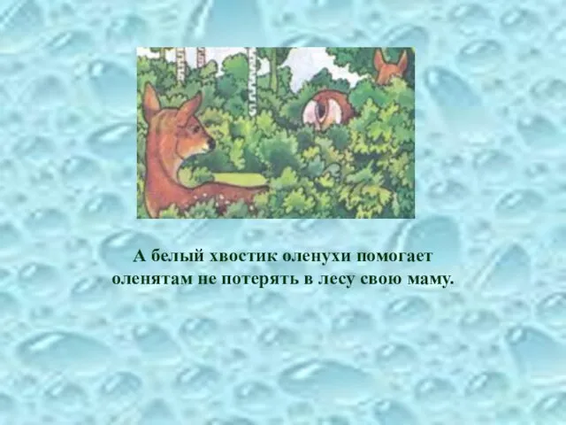 А белый хвостик оленухи помогает оленятам не потерять в лесу свою маму.