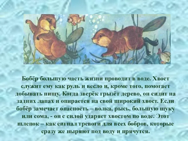 Бобёр большую часть жизни проводит в воде. Хвост служит ему как руль и