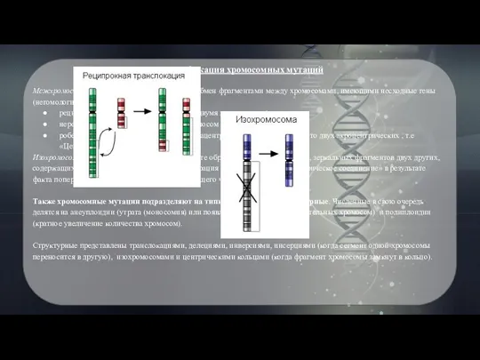 Классификация хромосомных мутаций Межхромосомные мутации (транслокации) — обмен фрагментами между
