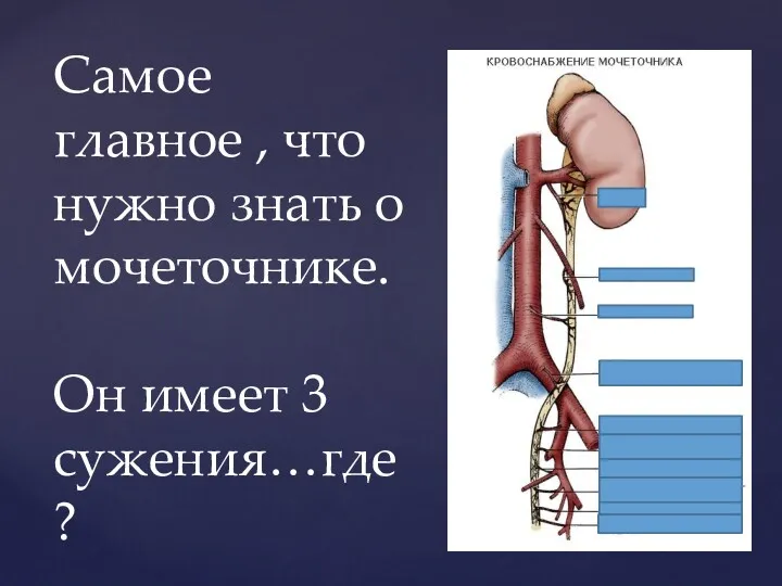 Самое главное , что нужно знать о мочеточнике. Он имеет 3 сужения…где?