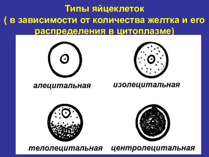 Типы яйцеклеток ( в зависимости от количества желтка и его распределения в цитоплазме)
