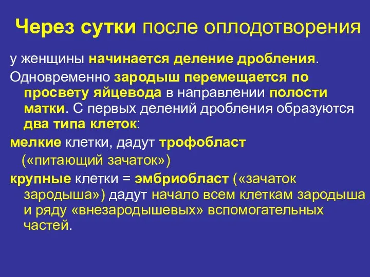 Через сутки после оплодотворения у женщины начинается деление дробления. Одновременно