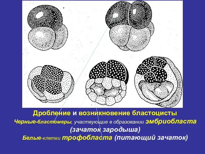 Дробление и возникновение бластоцисты Черные-бластомеры, участвующие в образовании эмбриобласта (зачаток зародыша) Белые-клетки трофобласта (питающий зачаток)