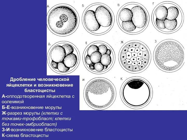 Дробление человеческой яйцеклетки и возникновение бластоцисты А-оплодотворенная яйцеклетка с оолеммой