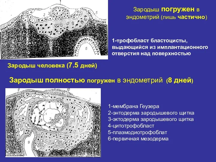 Зародыш человека (7.5 дней) Зародыш погружен в эндометрий (лишь частично)