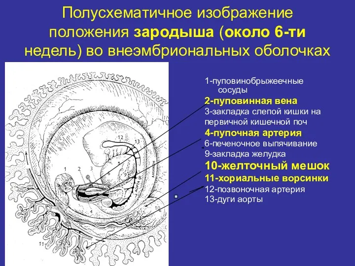 Полусхематичное изображение положения зародыша (около 6-ти недель) во внеэмбриональных оболочках