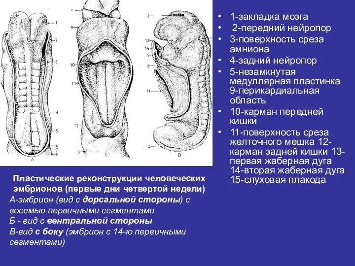 1-закладка мозга 2-передний нейропор 3-поверхность среза амниона 4-задний нейропор 5-незамкнутая