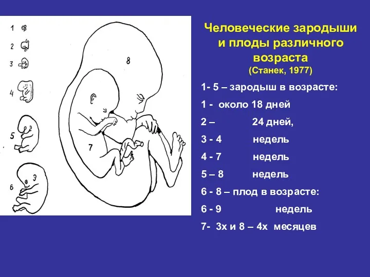 Человеческие зародыши и плоды различного возраста (Станек, 1977) 1- 5