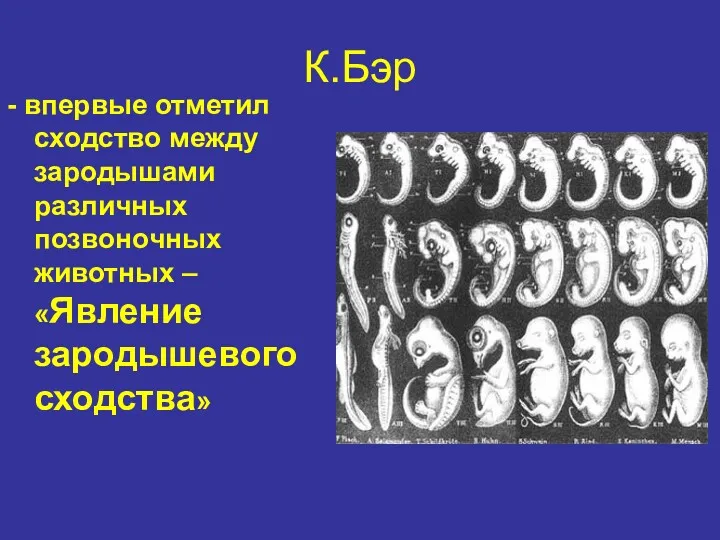 К.Бэр - впервые отметил сходство между зародышами различных позвоночных животных – «Явление зародышевого сходства»