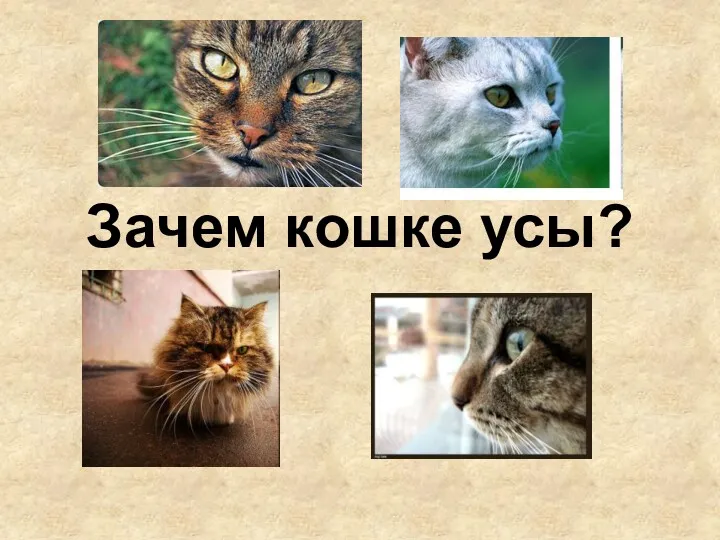 Зачем кошке усы?