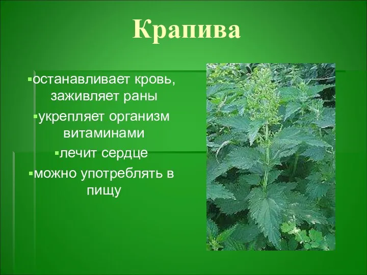 Крапива останавливает кровь, заживляет раны укрепляет организм витаминами лечит сердце можно употреблять в пищу