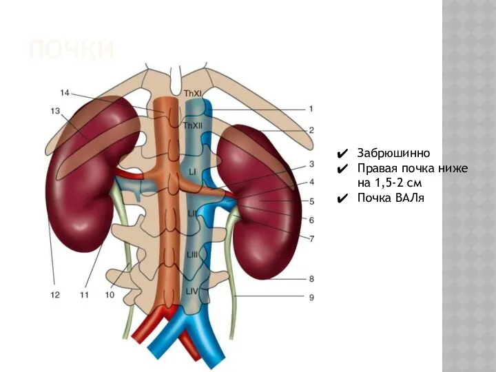 ПОЧКИ Забрюшинно Правая почка ниже на 1,5-2 см Почка ВАЛя