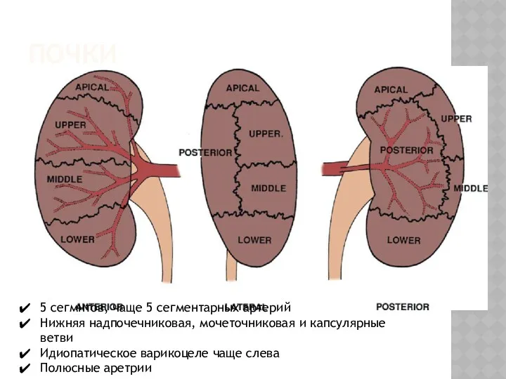 ПОЧКИ 5 сегмнтов, чаще 5 сегментарных артерий Нижняя надпочечниковая, мочеточниковая