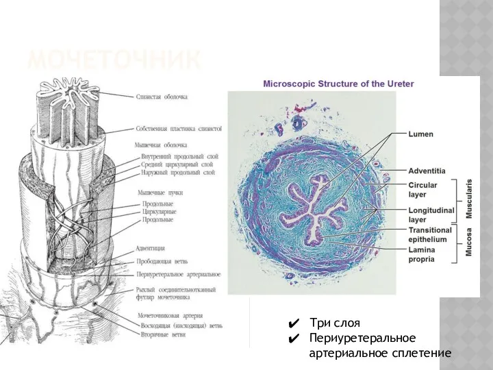 МОЧЕТОЧНИК Три слоя Периуретеральное артериальное сплетение