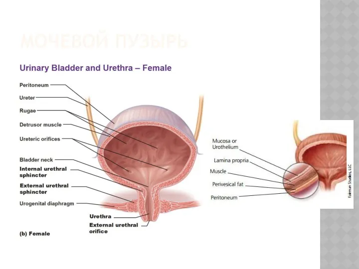 МОЧЕВОЙ ПУЗЫРЬ