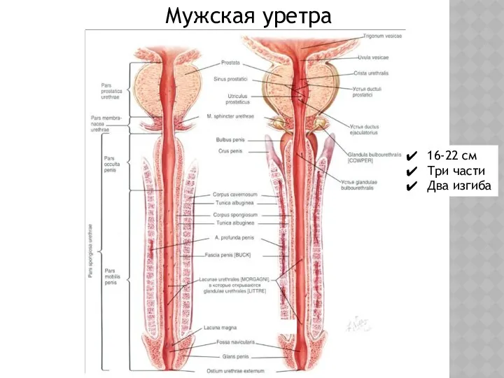 Мужская уретра 16-22 см Три части Два изгиба