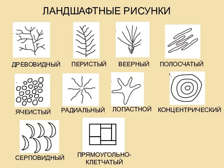 ЛАНДШАФТНЫЕ РИСУНКИ ДРЕВОВИДНЫЙ ПЕРИСТЫЙ ВЕЕРНЫЙ ПОЛОСЧАТЫЙ ЯЧЕИСТЫЙ РАДИАЛЬНЫЙ ЛОПАСТНОЙ КОНЦЕНТРИЧЕСКИЙ СЕРПОВИДНЫЙ ПРЯМОУГОЛЬНО- КЛЕТЧАТЫЙ