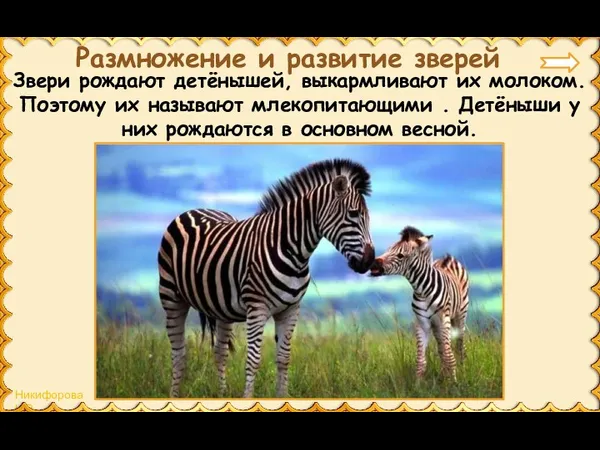 Звери рождают детёнышей, выкармливают их молоком. Поэтому их называют млекопитающими