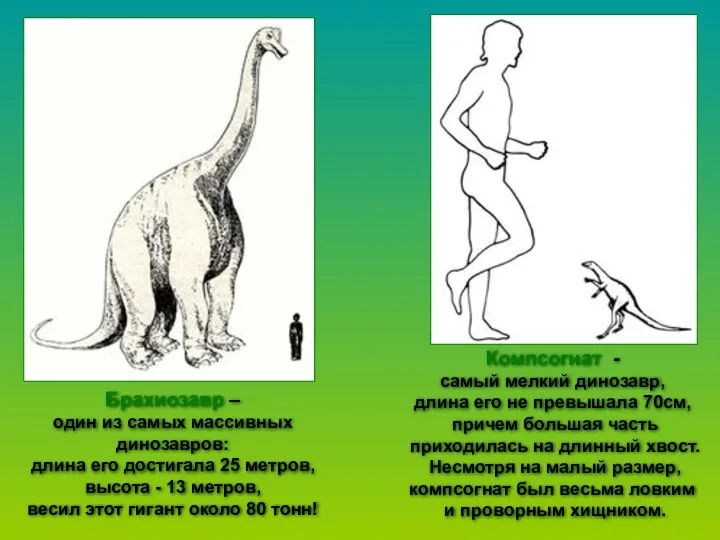 Брахиозавр – один из самых массивных динозавров: длина его достигала 25 метров, высота