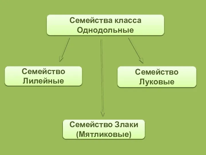 Семейства класса Однодольные Семейство Лилейные Семейство Луковые Семейство Злаки (Мятликовые)