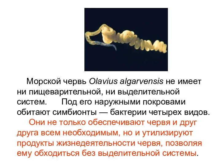 Морской червь Olavius algarvensis не имеет ни пищеварительной, ни выделительной