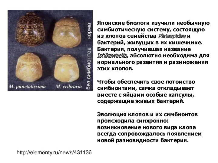 Японские биологи изучили необычную симбиотическую систему, состоящую из клопов семейства