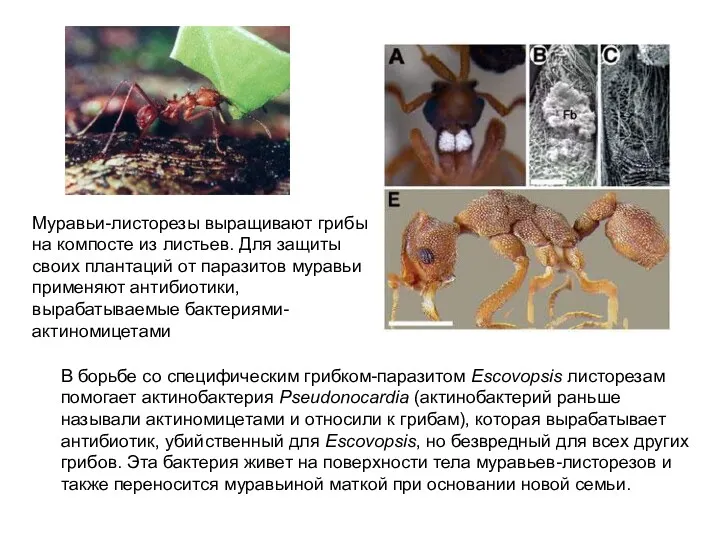 Муравьи-листорезы выращивают грибы на компосте из листьев. Для защиты своих